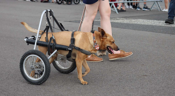 Hund mit "Rollstuhl" an den Hinterbeinen. 